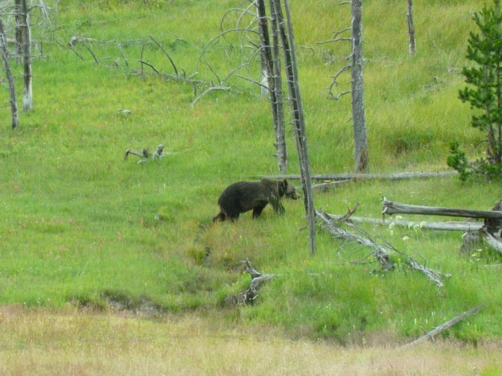 Inn Yellowstone Basin 3*